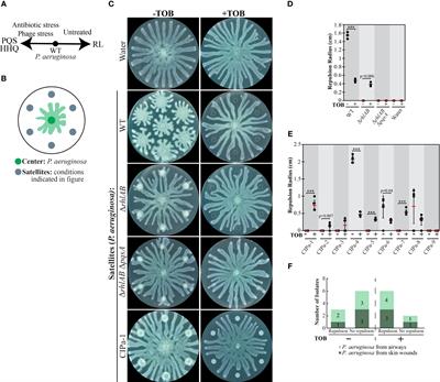 The great divide: rhamnolipids mediate separation between P. aeruginosa and S. aureus
